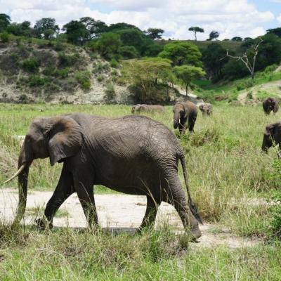 Landscape Animals 3